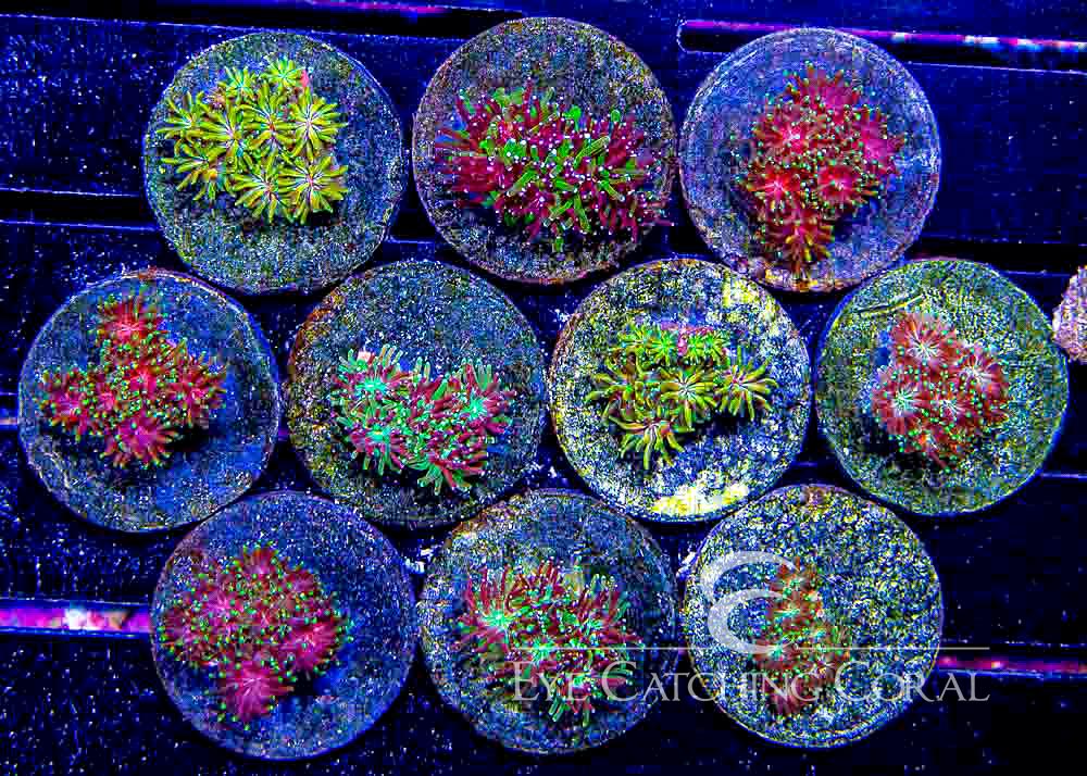 mardi gras galaxea coral