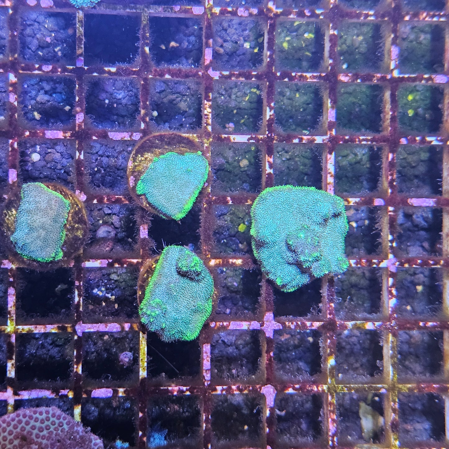 Poison Berry Psammocora Coral Frag