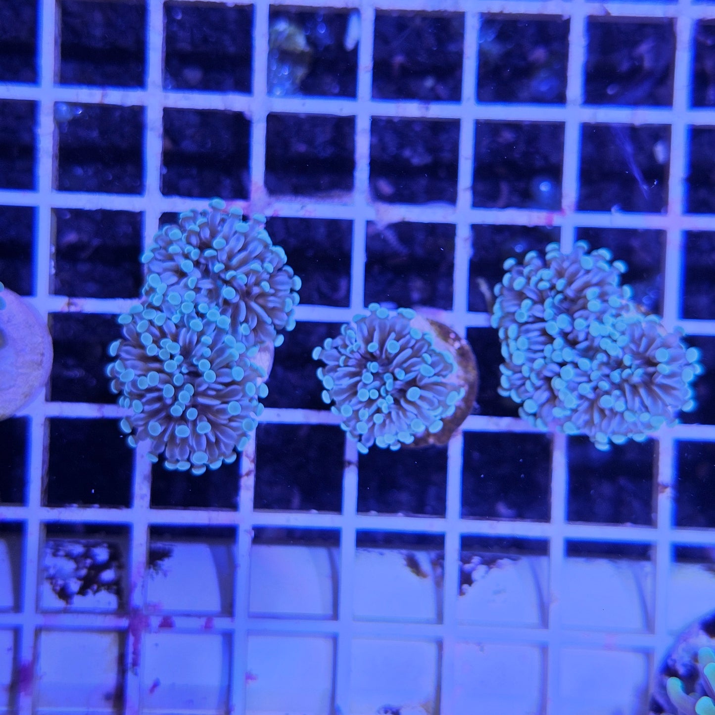 Tonga Micro Torch Coral Frag