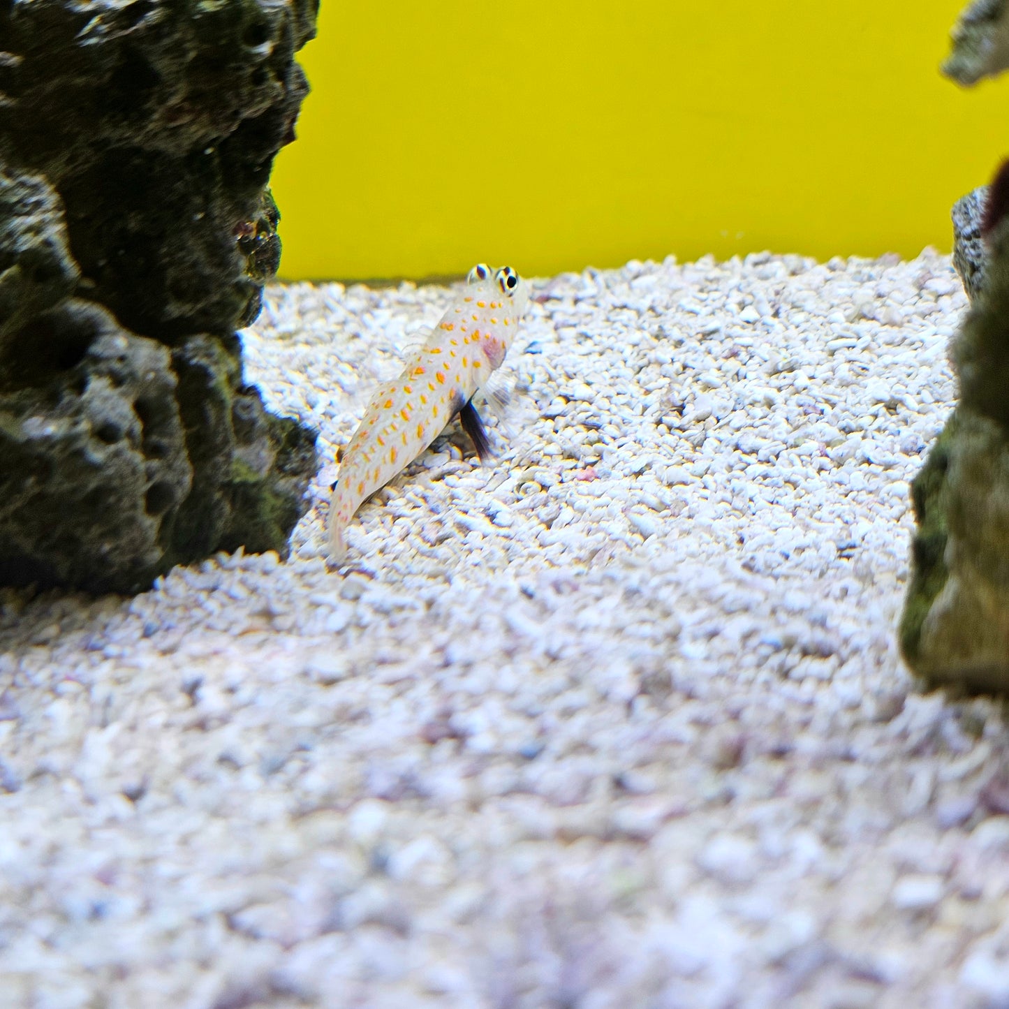 Orange Spot Prawn Goby