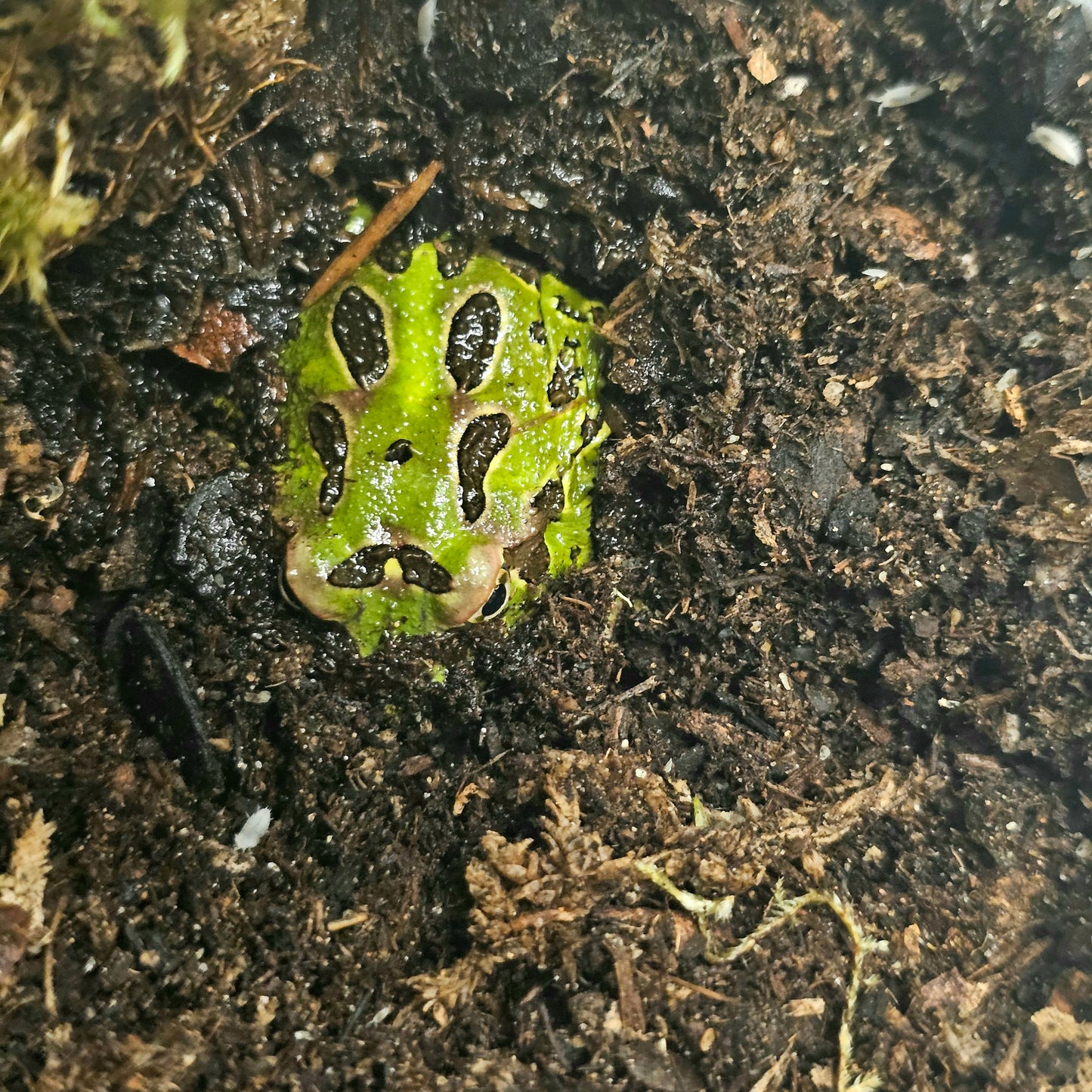 Green Pacman Frog