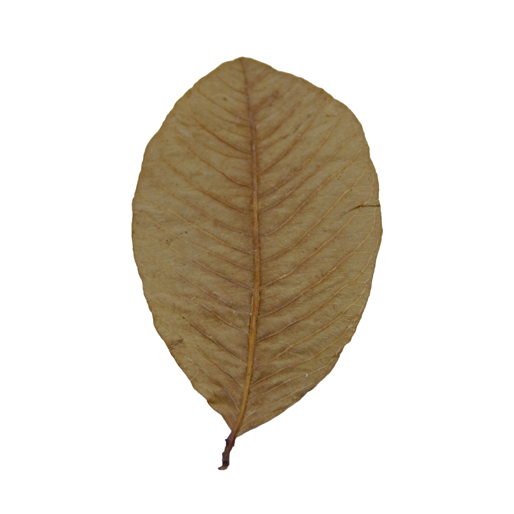 HydrOasis Guava Leaves | 10 ct