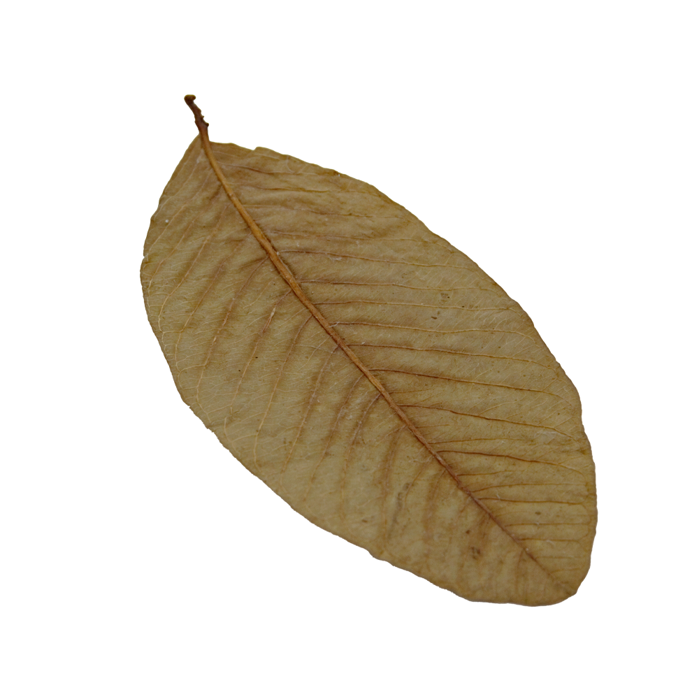 HydrOasis Guava Leaves | 10 ct