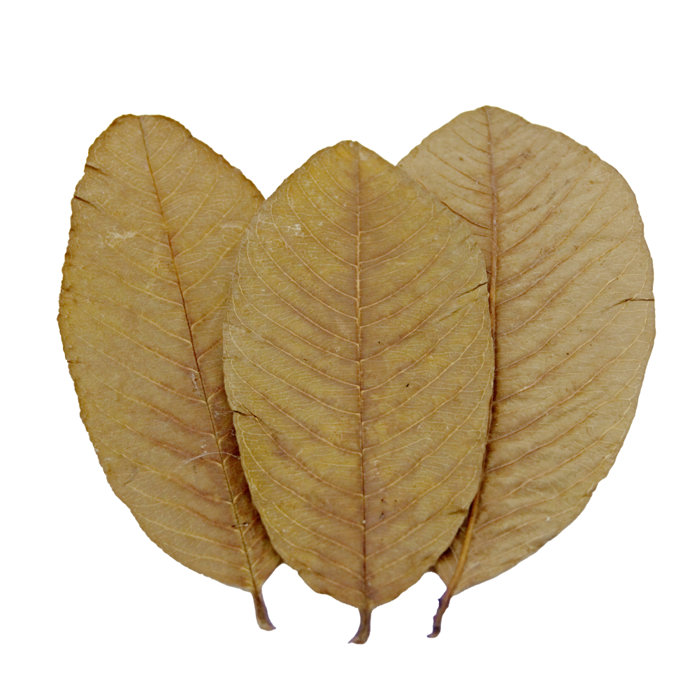 HydrOasis Guava Leaves | 10 ct