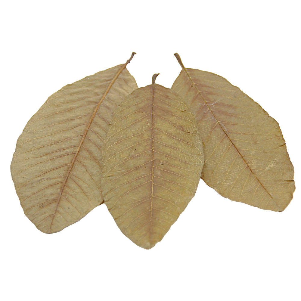 HydrOasis Guava Leaves | 10 ct