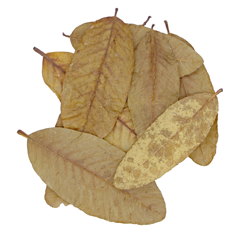 HydrOasis Guava Leaves | 10 ct