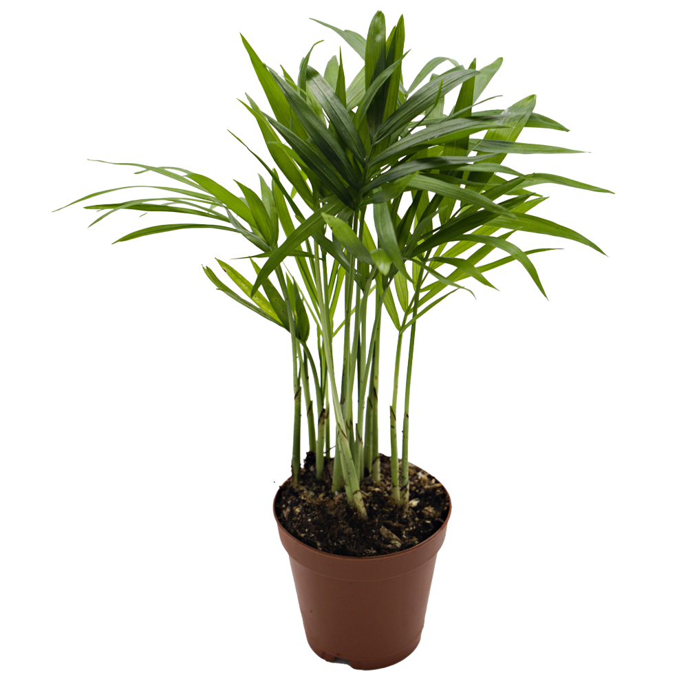 ReptiFauna Neanthe Bella Palm - Tropical