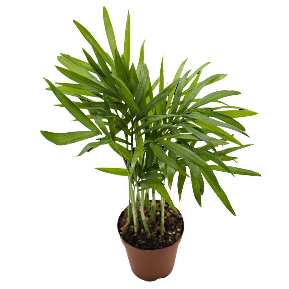 ReptiFauna Neanthe Bella Palm - Tropical