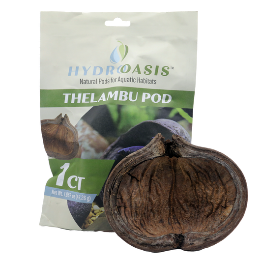 HydrOasis Thelambu Pod | 1 ct