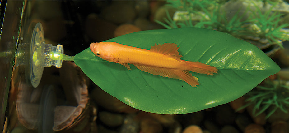 Betta fish hotsell leaf hammock